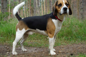 Beagle: трохи про життя веселих стільців Beagle: трохи про життя веселих стільців